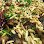 8936 little arabia lebanese bakery and cuisine 1